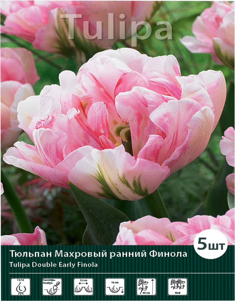 Изображение товара Луковицы Тюльпан махровый поздний Финола 11/12, Арт. 82, 5шт