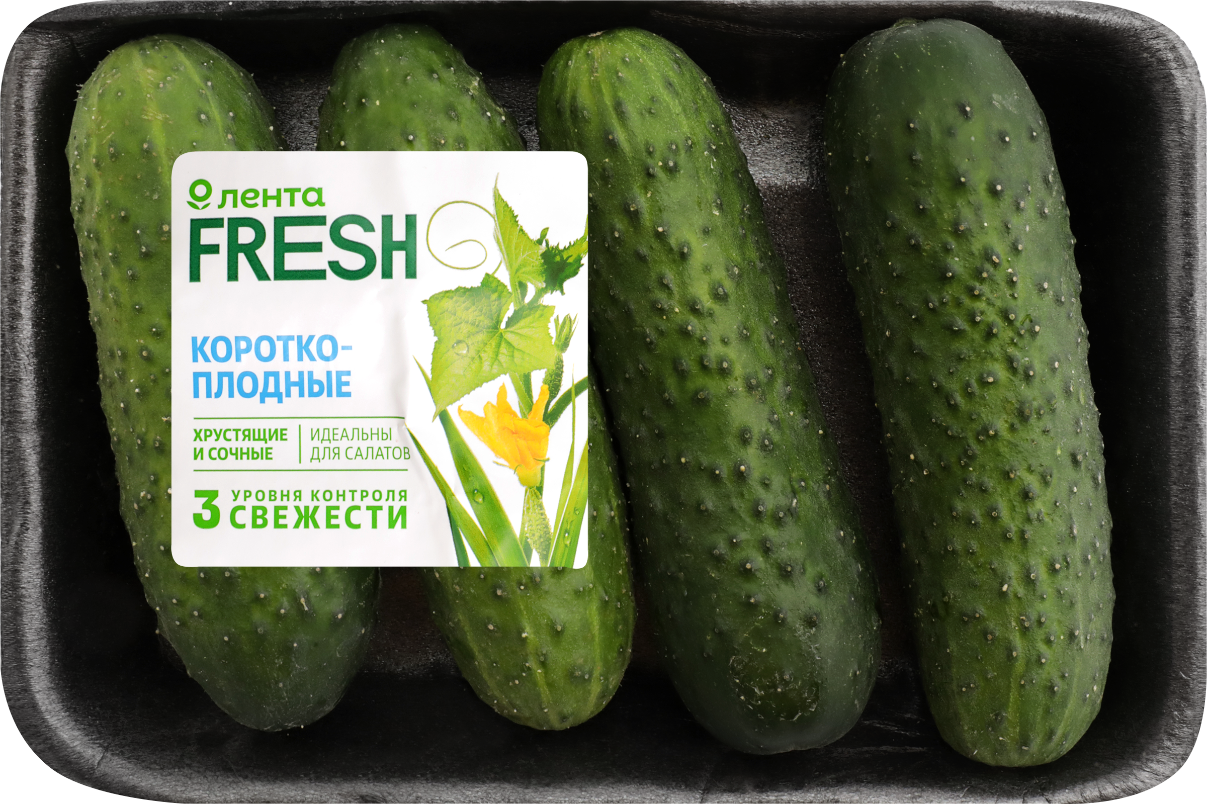 Изображение товара Огурцы короткоплодные ЛЕНТА FRESH колючие 450г свежие хрустящие Изображение товара Огурцы короткоплодные ЛЕНТА FRESH колючие 450г свежие хрустящие