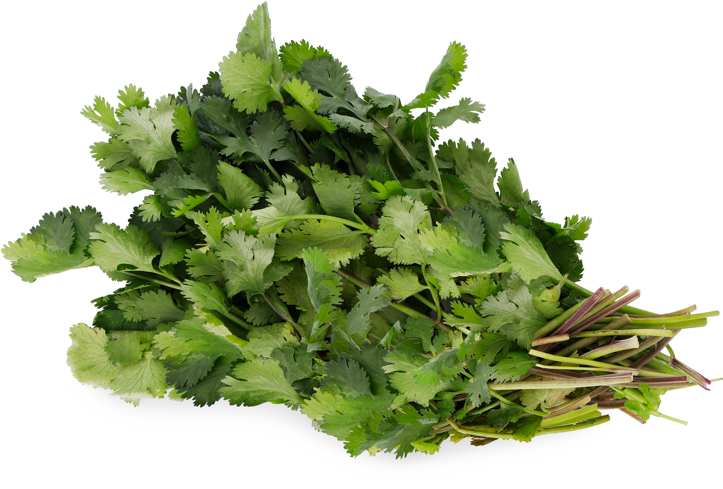 Изображение товара Свежая кинза 50г - яркий аромат и насыщенный вкус для ваших блюд