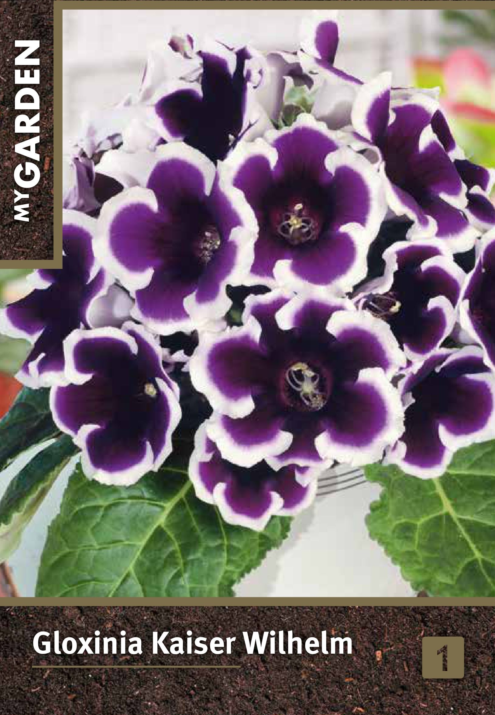 Изображение товара Луковицы MY GARDEN Глоксиния Кайзер Вильгельм Изображение товара Луковицы MY GARDEN Глоксиния Кайзер Вильгельм