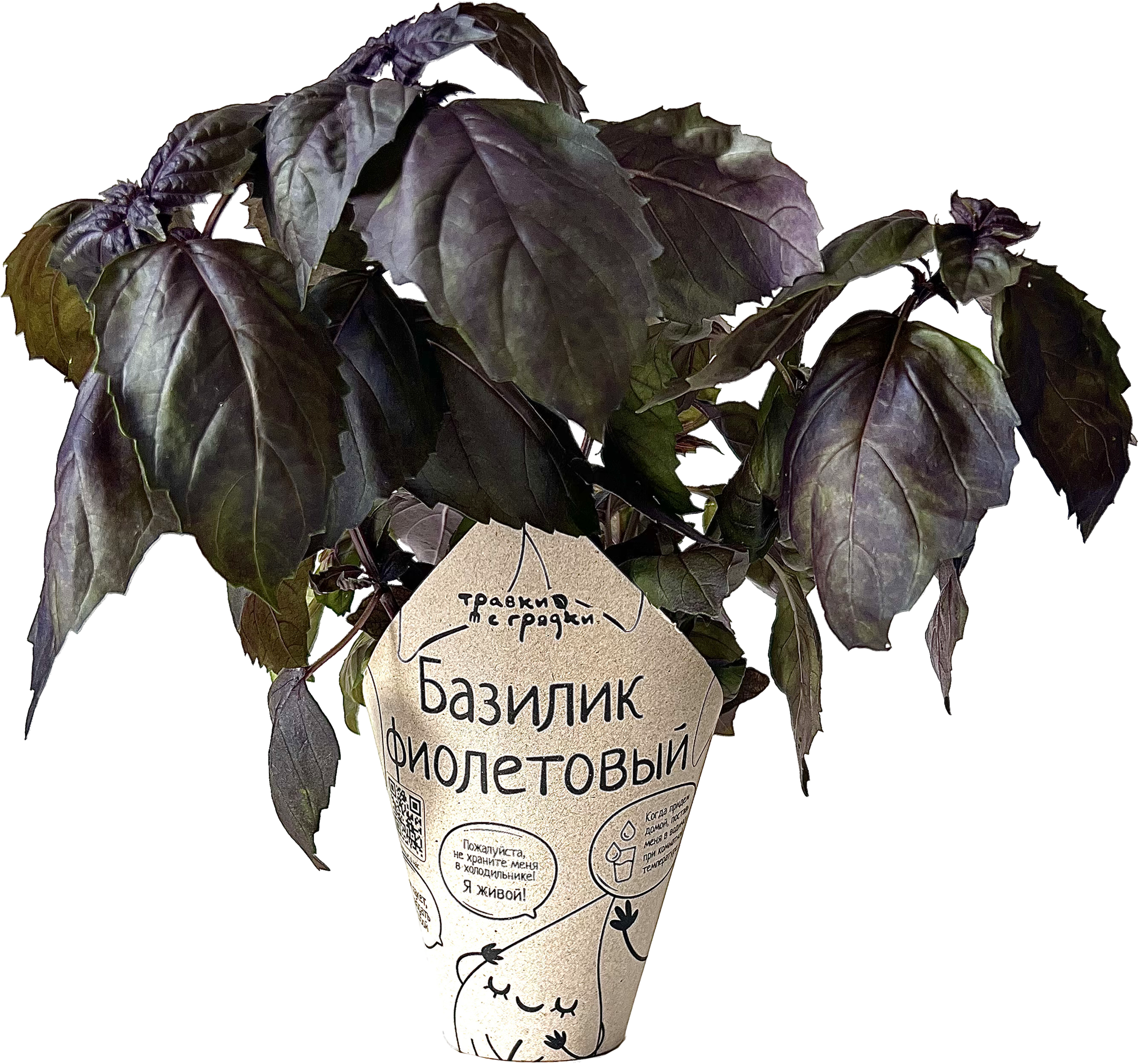 Изображение товара Базилик фиолетовый ТРАВКИ С ГРЯДКИ, в горшочке, пряная зелень для кухни Изображение товара Базилик фиолетовый ТРАВКИ С ГРЯДКИ, в горшочке, пряная зелень для кухни