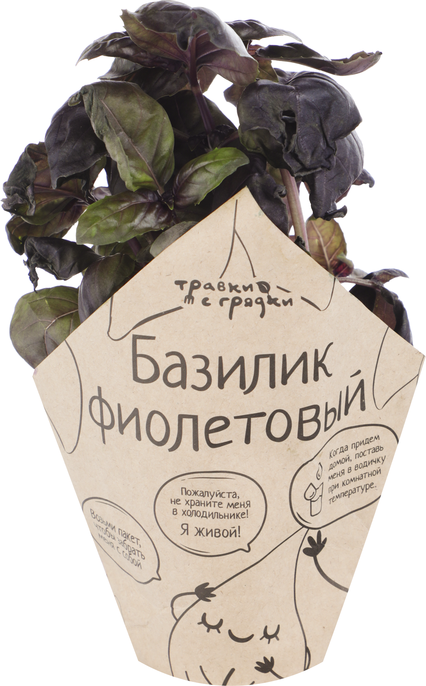 Изображение товара Базилик фиолетовый ТРАВКИ С ГРЯДКИ - ароматная зелень в горшочке Изображение товара Базилик фиолетовый ТРАВКИ С ГРЯДКИ - ароматная зелень в горшочке