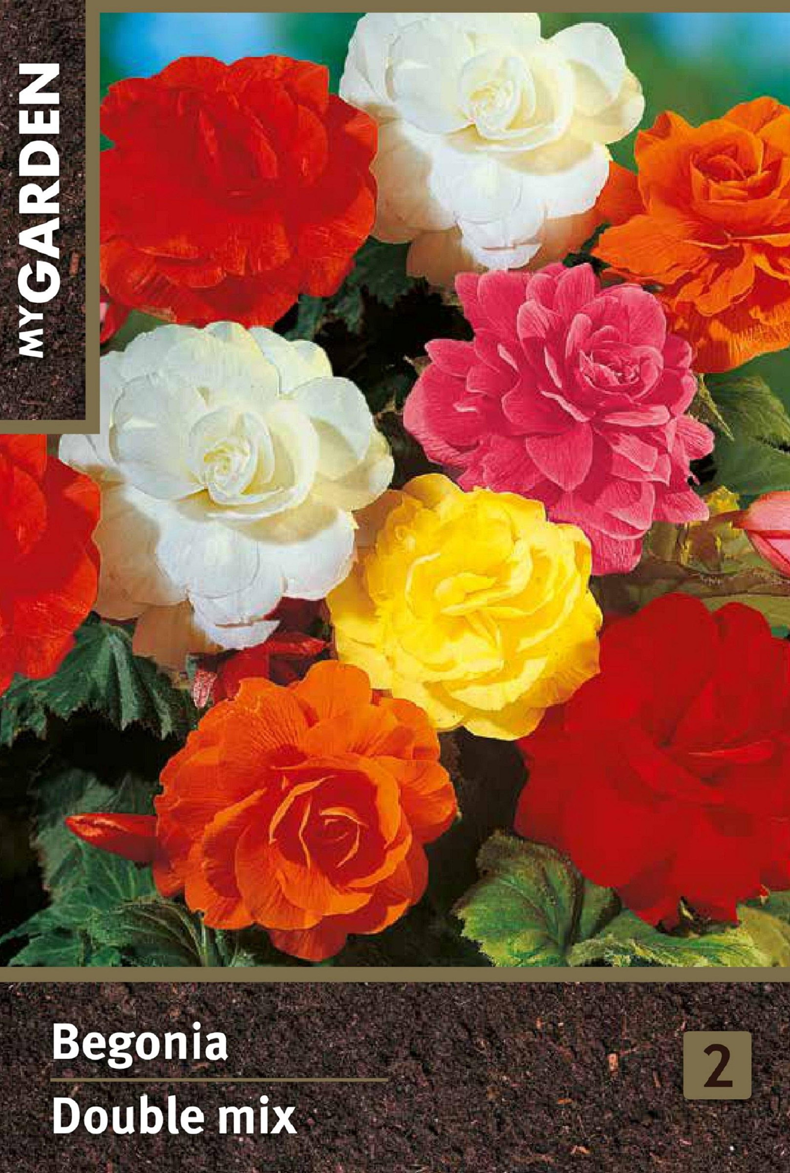 Изображение товара Луковицы MY GARDEN Бегония махровая, микс, 2шт Изображение товара Луковицы MY GARDEN Бегония махровая, микс, 2шт