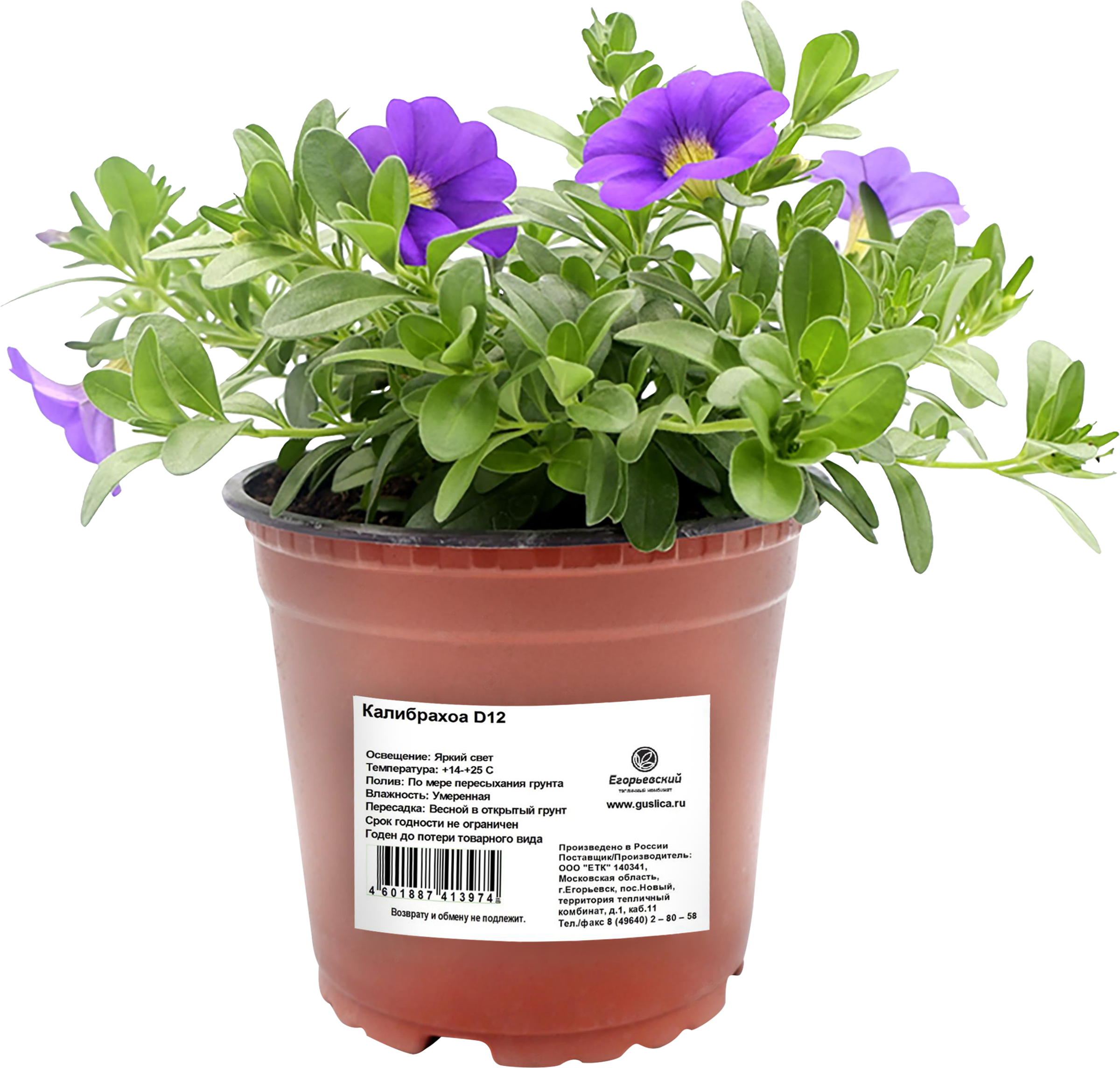 Изображение товара Рассада ЕТК Калибрахоа d=12см Изображение товара Рассада ЕТК Калибрахоа d=12см