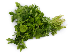 Кинза свежая, весовая, вид