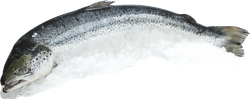 Лосось Атлантический с головой 1–3кг ЛЕНТА FRESH, весовой, крупный план