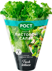 Салат листовой, в горшочке, фотография