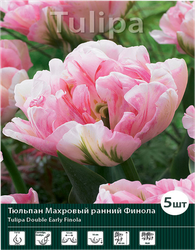 Луковицы Тюльпан махровый поздний Финола 11/12, Арт. 82, 5шт, вид