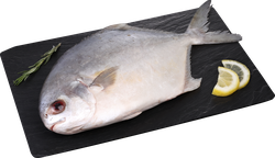 Помпано непотрошеная с головой (из замороженного сырья) ЛЕНТА FRESH, весовая, крупный план