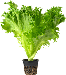 Салат листовой Фриллис ЛЕНТА FRESH, шт, крупный план