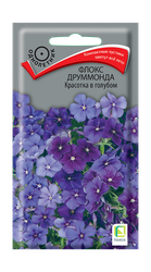 Семена Поиск Флокс друммонда Красотка в голубом, 0.1г, крупный план