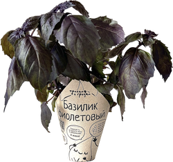Базилик фиолетовый ТРАВКИ С ГРЯДКИ, в горшочке, фотография