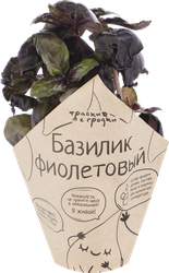 Базилик фиолетовый ТРАВКИ С ГРЯДКИ, в горшочке, фото