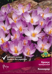 Луковицы Крокуса Поиск Конкерор, 10шт, крупный план