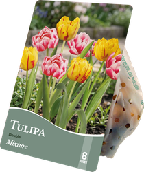 Луковицы Тюльпан Мелодия 10/11, микс, Арт. TUL172, 8шт, изображение