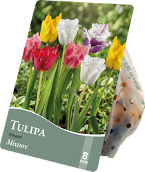 Луковицы Тюльпан Симфония 10/11, микс, Арт. TUL174, 8шт, изображение