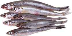 Корюшка ЛЕНТА FRESH средняя, неразделанная, весовая, детальное фото