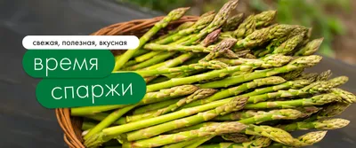 Сезон спаржи 01.05-31.05_ОМНИ