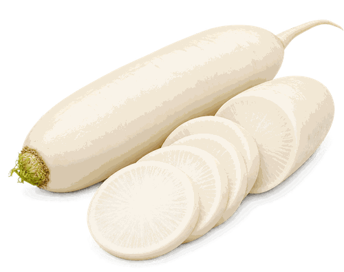Редька Дайкон, весовая, вид