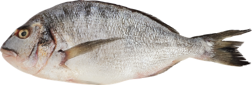 Дорадо 300–600г ЛЕНТА FRESH, весовая, вид