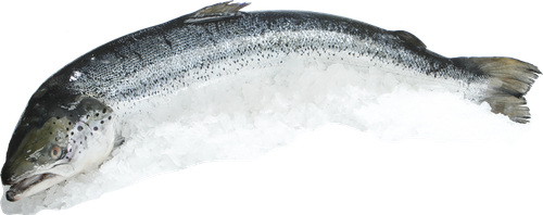 Лосось Атлантический с головой 1–3кг ЛЕНТА FRESH, весовой, картинка