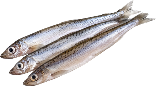 Мойва непотрошеная с головой (из замороженного сырья) ЛЕНТА FRESH, весовая, фото