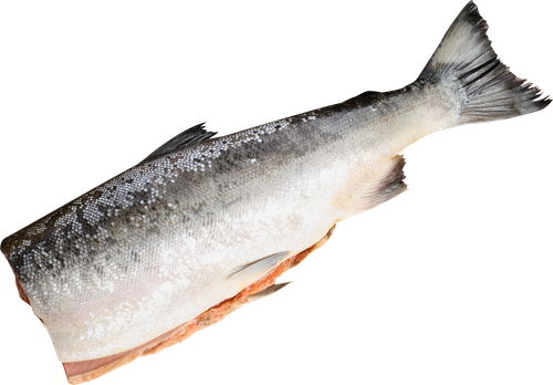 Кета Тихоокеанская потрошеная без головы (из замороженного сырья) ЛЕНТА FRESH, весовая, фотография
