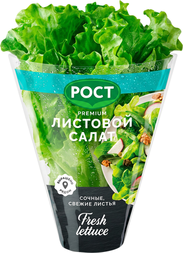 Салат листовой, в горшочке, крупный план