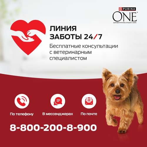 Корм сухой для взрослых собак PURINA ONE Мини Чувствительная, для мелких пород с чувствительным пищеварением, с лососем и рисом, 600г, детальное фото