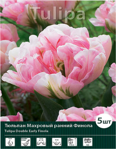 Луковицы Тюльпан махровый поздний Финола 11/12, Арт. 82, 5шт, картинка
