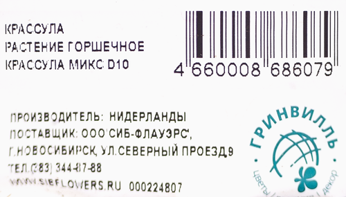 Растение комнатное Крассула d=8,5см, микс, детальное фото