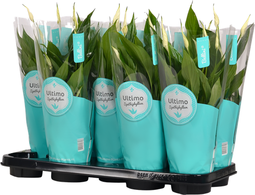 Растение в горшке Спатифиллум, фотография
