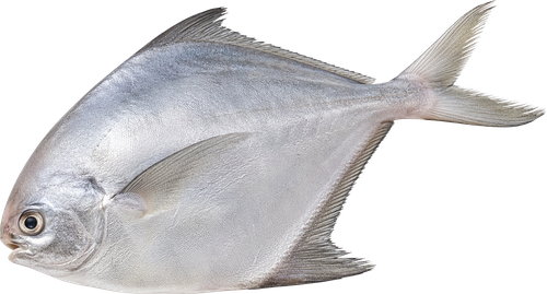 Помпано непотрошеная с головой (из замороженного сырья) ЛЕНТА FRESH, весовая, картинка