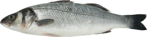 Сибас 600–800г, весовой, картинка