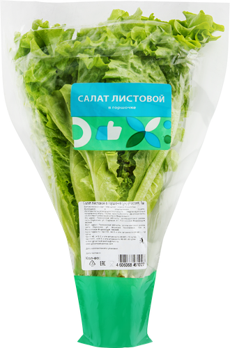Салат листовой, в горшочке, фотография