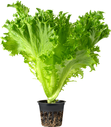 Салат листовой Фриллис ЛЕНТА FRESH, шт, детальное фото