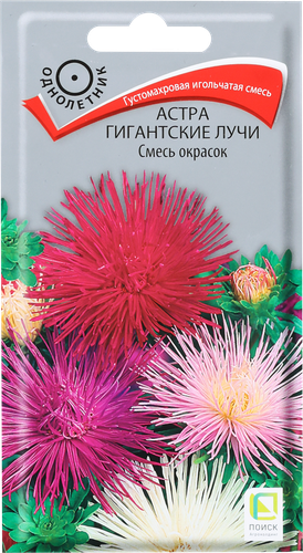 Семена ПОИСК Астра Гигантские лучи, смесь, 0,3г, крупный план