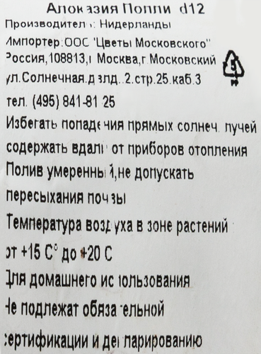 Растение в горшке Алоказия Полли d=12см, крупный план