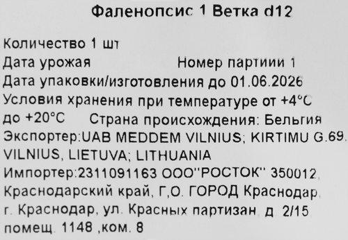 Растение в горшке Фаленопсис 1 ветка d=12см, вид