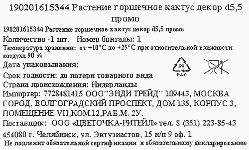 Растение в горшке Кактус декоративный d=5,5см, фотография