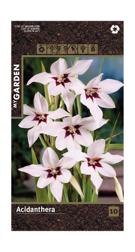 Луковицы MY GARDEN Ацидантера, 10шт, детальное фото