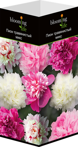 Саженец Blooming Life Пион травянистый микс, вид