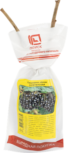 Саженец плодовый ПОИСК Смородина черная, традиционные сорта, фото