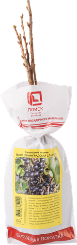Саженец плодовый ПОИСК Смородина черная, традиционные сорта, картинка
