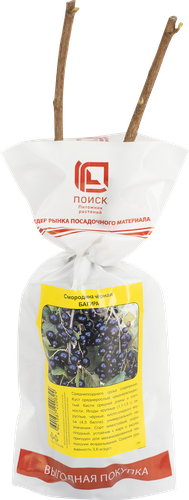 Саженец плодовый ПОИСК Смородина черная, традиционные сорта, картинка