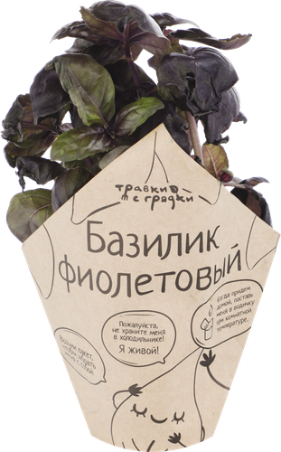 Базилик фиолетовый ТРАВКИ С ГРЯДКИ, в горшочке, фотография