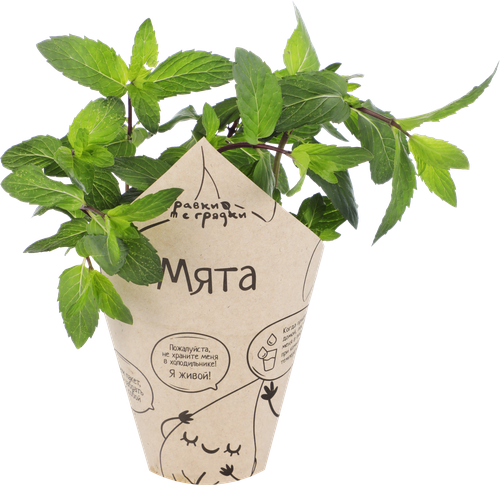 Мята ТРАВКИ С ГРЯДКИ, в горшочке, фотография