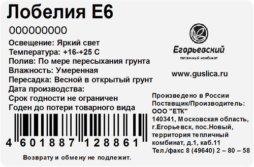 Рассада Лобелия, 6 кассет, крупный план