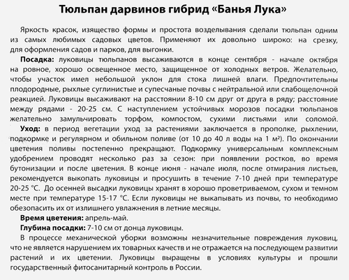 Луковицы Тюльпан Дарвинов гибрид Банья Лука, 10шт, картинка