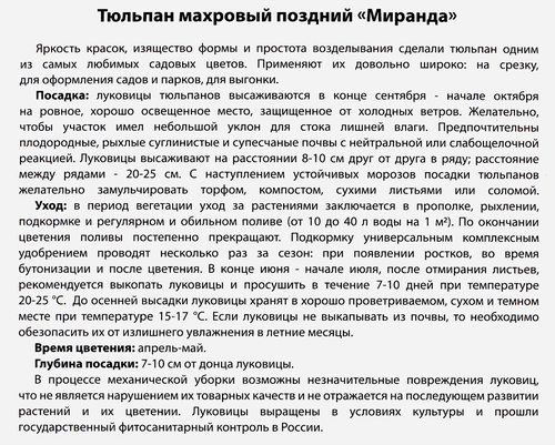 Луковицы Тюльпан махровый поздний Миранда, 10шт, детальное фото